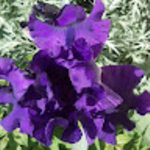 Meet your Posher, Sydney